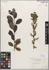 Foto von Salix myrsinifolia Salisb.